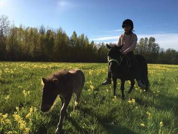 Фото номера Дом для отпуска с сауной Дома для отпуска Sepa Jõe Holiday Home г. Riksu 38